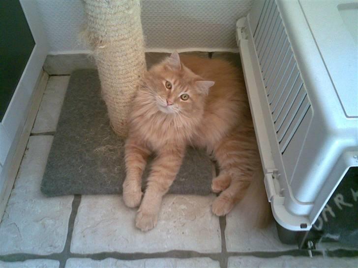 Maine Coon Aslan billede 7