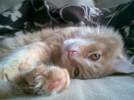 Maine Coon Aslan - hov, bliver der taget billeder, så leger vi lige lækker... billede 8