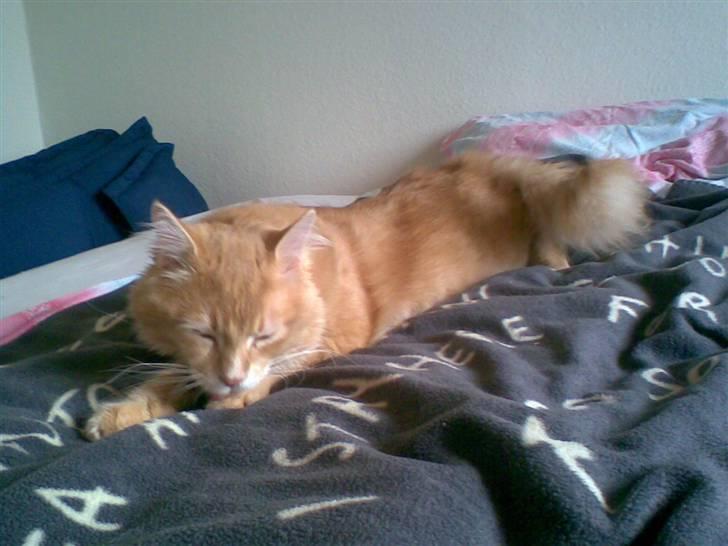 Maine Coon Aslan - fin skal man være :) billede 9