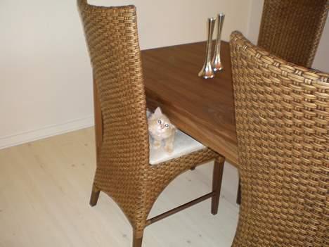 Maine Coon Aslan - der var han.... billede 10