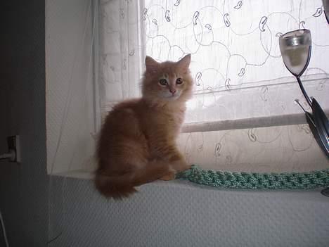 Maine Coon Aslan - lille Aslan 13 uger... billede 11