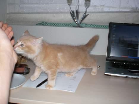 Maine Coon Aslan billede 12