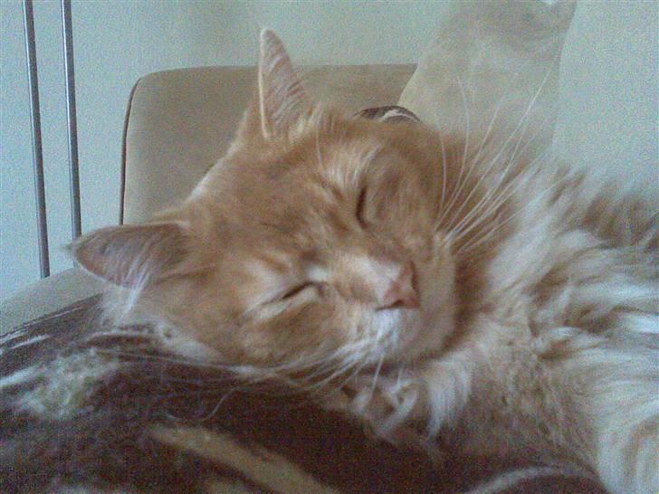 Maine Coon Aslan - elsker at putte i sofaen med mor... :) billede 13