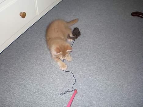 Maine Coon Aslan - jeg fik dig! billede 14