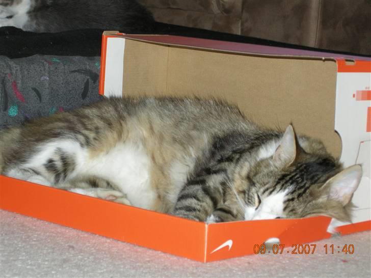 Norsk Skovkat Emil - Her får jeg lige en lille morfar billede 12