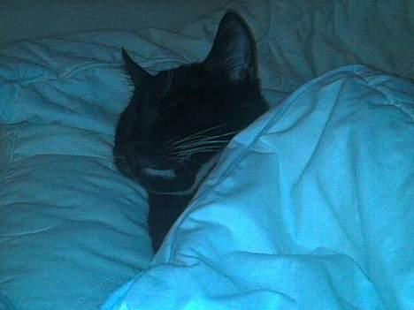 Huskat Gunnar <3 billede 16