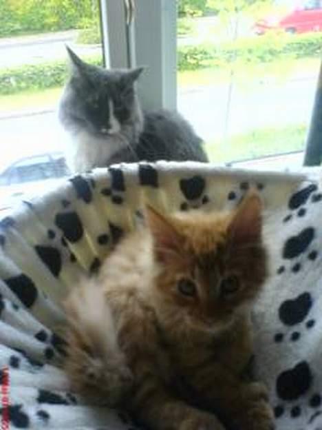 Maine Coon Garfield P - Lazy og Garfield (Mobilbillede-dårlig kvalitet) billede 6