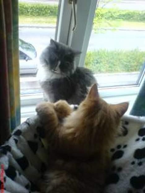 Maine Coon Garfield P - Lazy og Garfield (Mobilbillede-dårlig kvalitet) billede 7