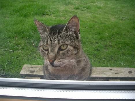 Huskat Gammel mis - Gammel, sat unden for døren :D *FRISK LUFT = FARLIGT* billede 1