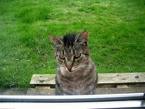 Huskat Gammel mis - Billederne er ikke redigeret! billede 2