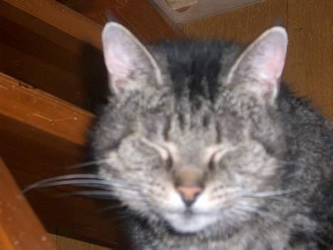 Huskat Gammel mis - Smiiil billede 3