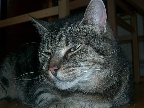 Huskat Gammel mis billede 4