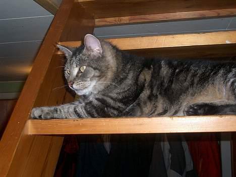 Huskat Gammel mis billede 5