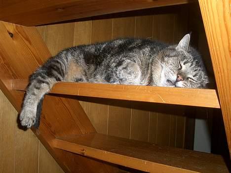 Huskat Gammel mis - Hygge på trappen billede 6