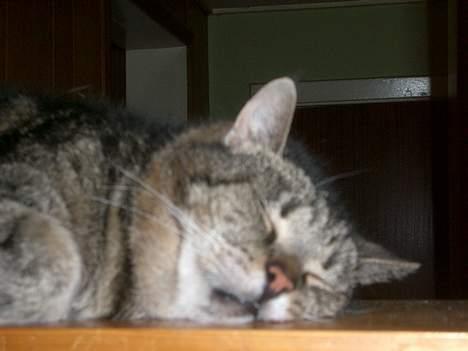 Huskat Gammel mis billede 7