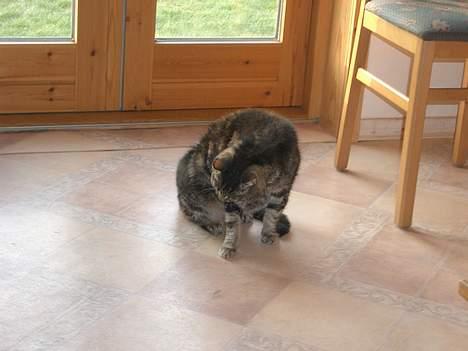 Huskat Gammel mis billede 8