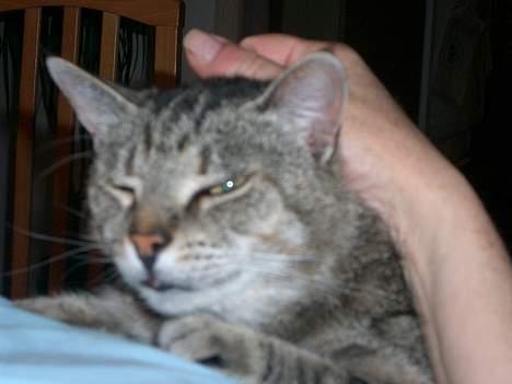 Huskat Gammel mis - Hygge ved mor. billede 9