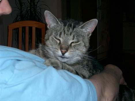 Huskat Gammel mis billede 10