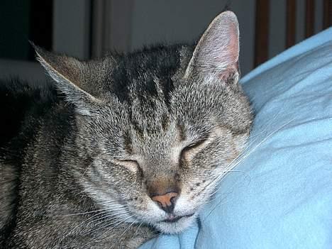 Huskat Gammel mis billede 11