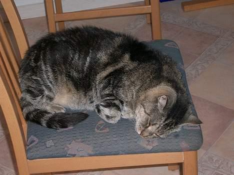 Huskat Gammel mis billede 12