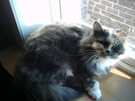 Norsk Skovkat stoffer billede 1