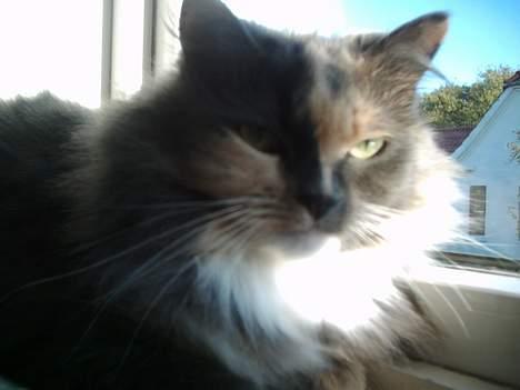 Norsk Skovkat stoffer billede 2