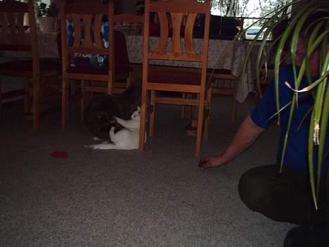 Norsk Skovkat stoffer billede 3