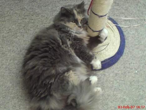 Norsk Skovkat stoffer billede 4