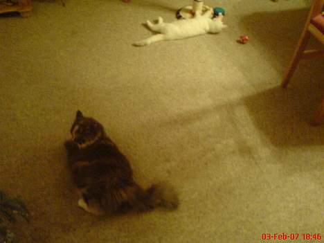 Norsk Skovkat stoffer billede 6