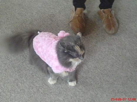 Norsk Skovkat stoffer billede 7