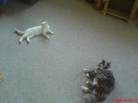 Norsk Skovkat stoffer billede 8