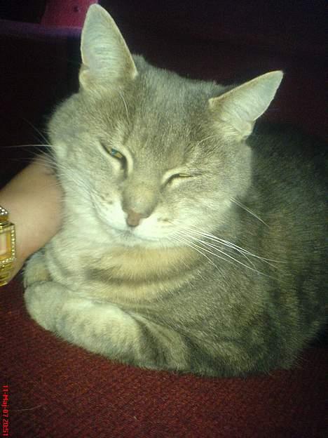 Huskat Nuser billede 1