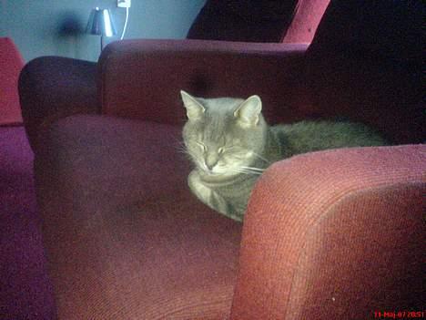 Huskat Nuser billede 2