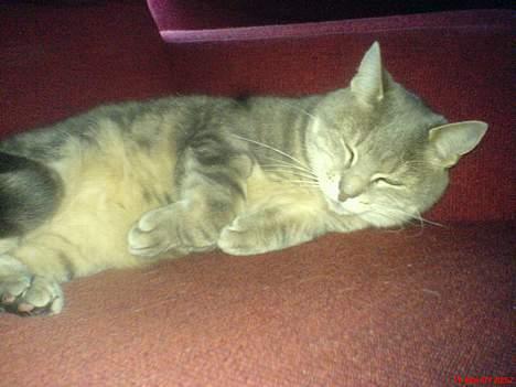 Huskat Nuser billede 4