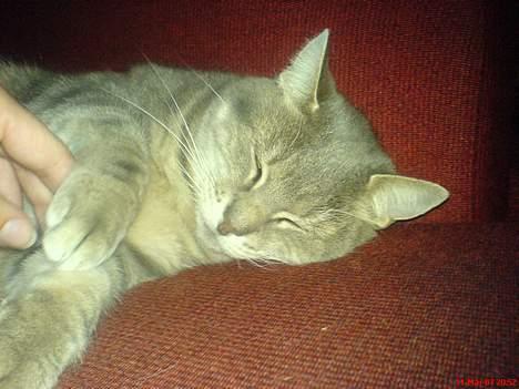 Huskat Nuser billede 5