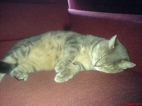 Huskat Nuser billede 6