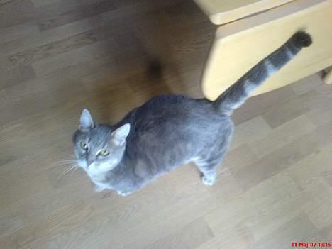 Huskat Nuser billede 7