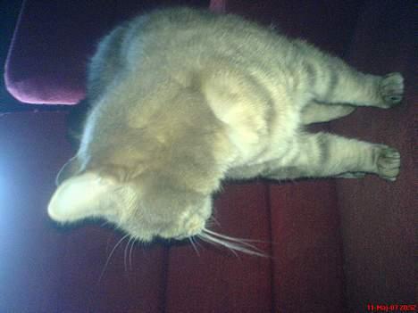 Huskat Nuser billede 8