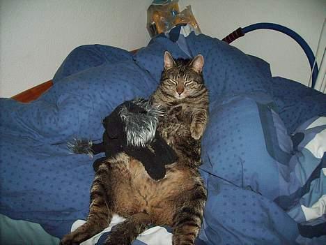 Huskat Walter - Dejligt at ligge med min bamse  billede 13