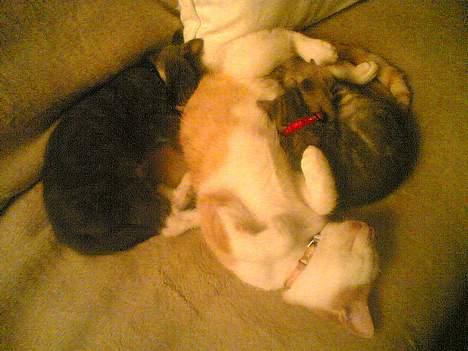 Blanding af racer Vodka - Jaah her ligger vi og slapper af !<´33 billede 11