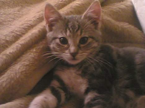 Blanding af racer Vodka - Jaah her er vodka en lille misse kat det er hun stadig men ikke ligesom på billede ! billede 12