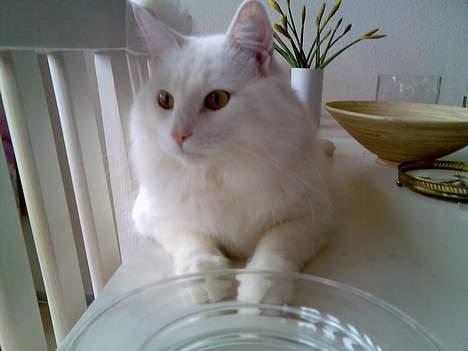 Norsk Skovkat Millian billede 17