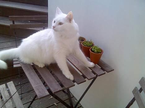 Norsk Skovkat Millian billede 18