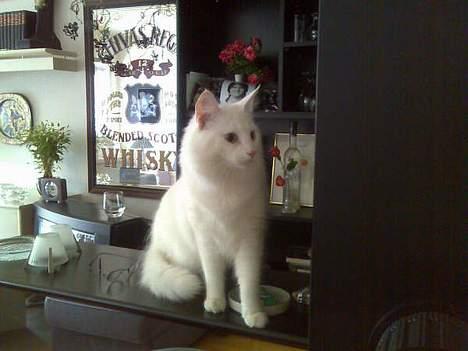 Norsk Skovkat Millian billede 19