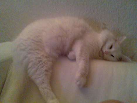 Norsk Skovkat Millian billede 20