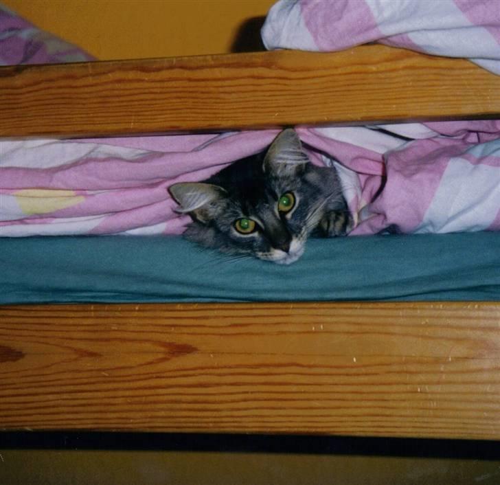 Norsk Skovkat Effi R.I.P  billede 1