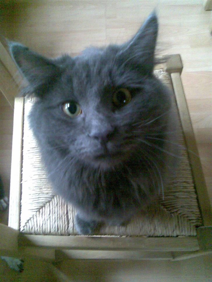 Norsk Skovkat Ballou - Ballou, du er en alt for dejlig kat <3 billede 1