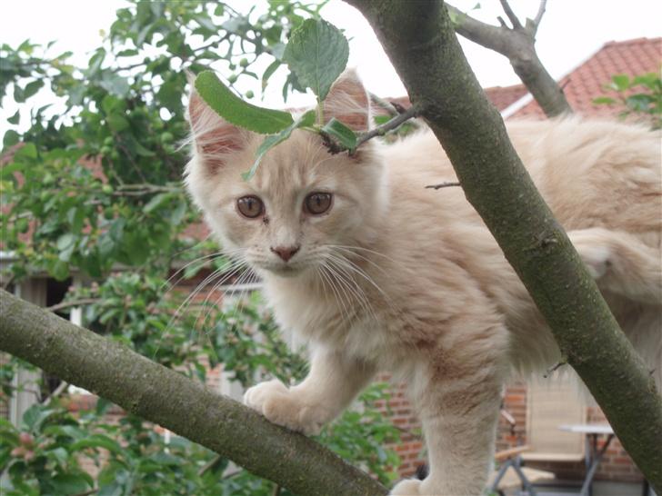 Maine Coon Lundens Volle billede 16