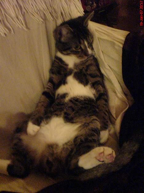 Blanding af racer Mickey billede 1