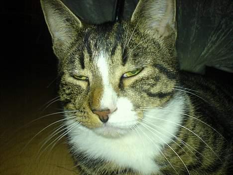 Blanding af racer Mickey billede 2